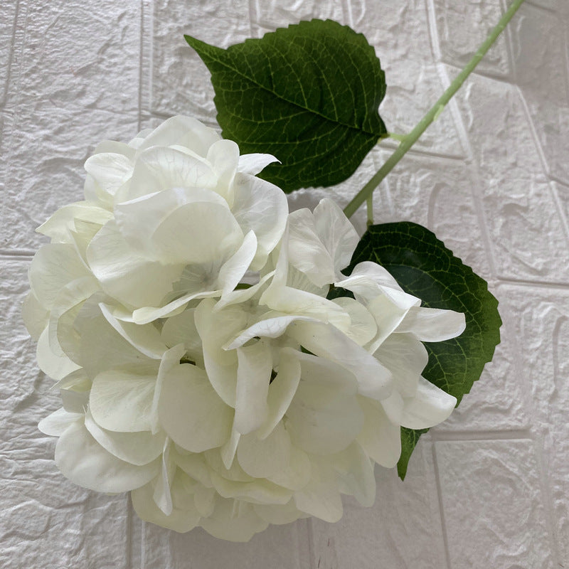 H0026 Hydrangea