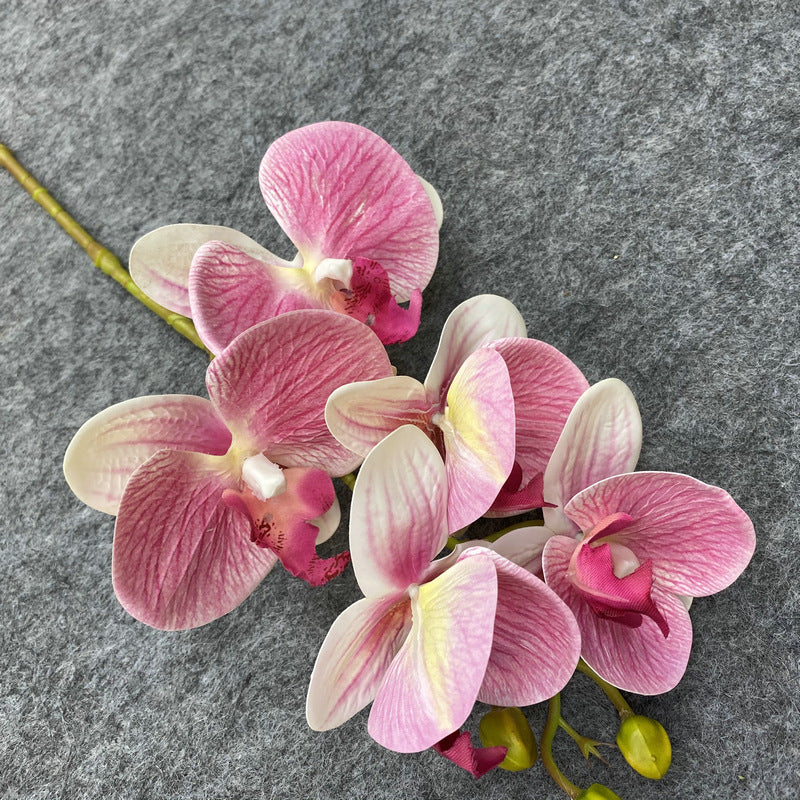 O0004 3D printed 5-head Phalaenopsis