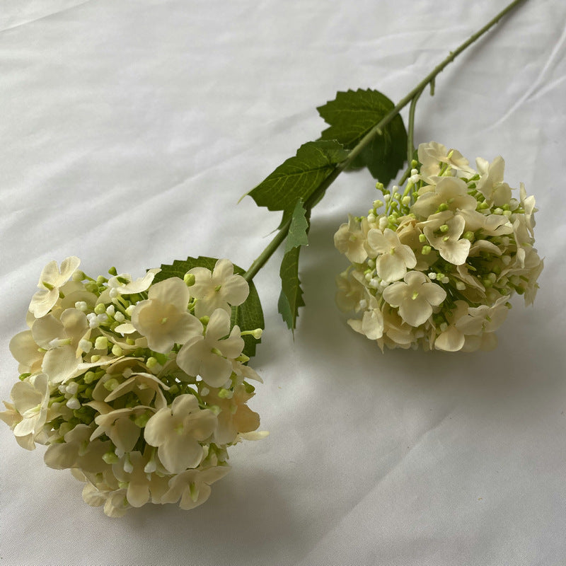 H0017 Hydrangea