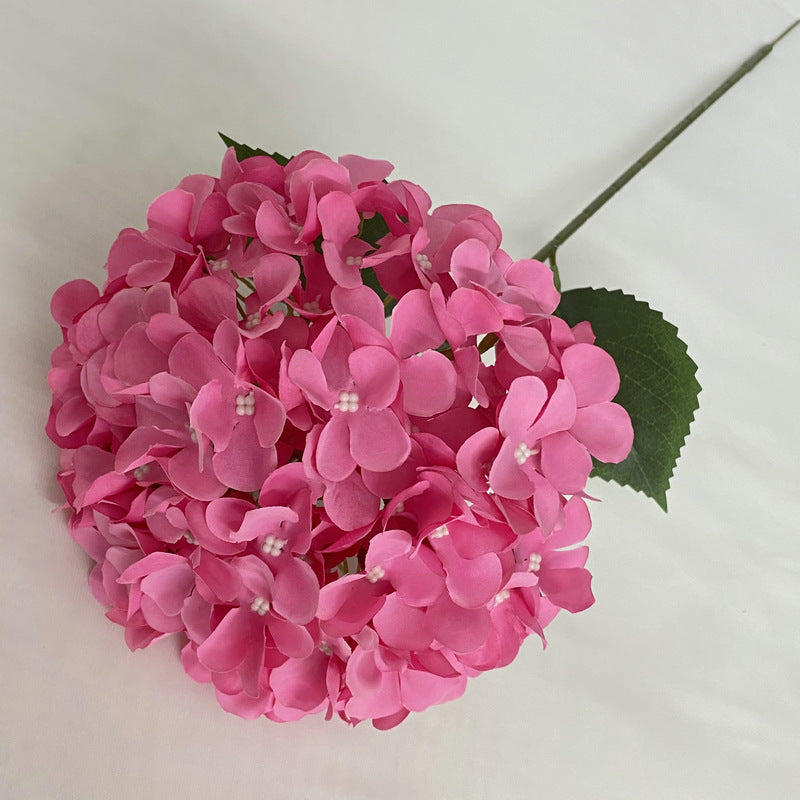 H0001 Hydrangea