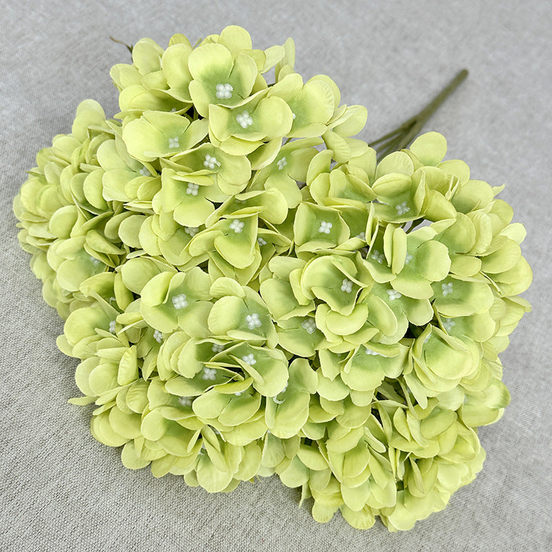 H0034 Hydrangea