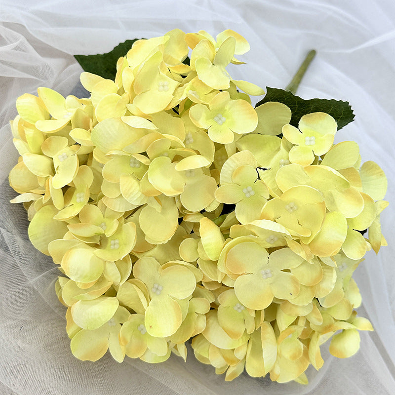 H0007 Hydrangea