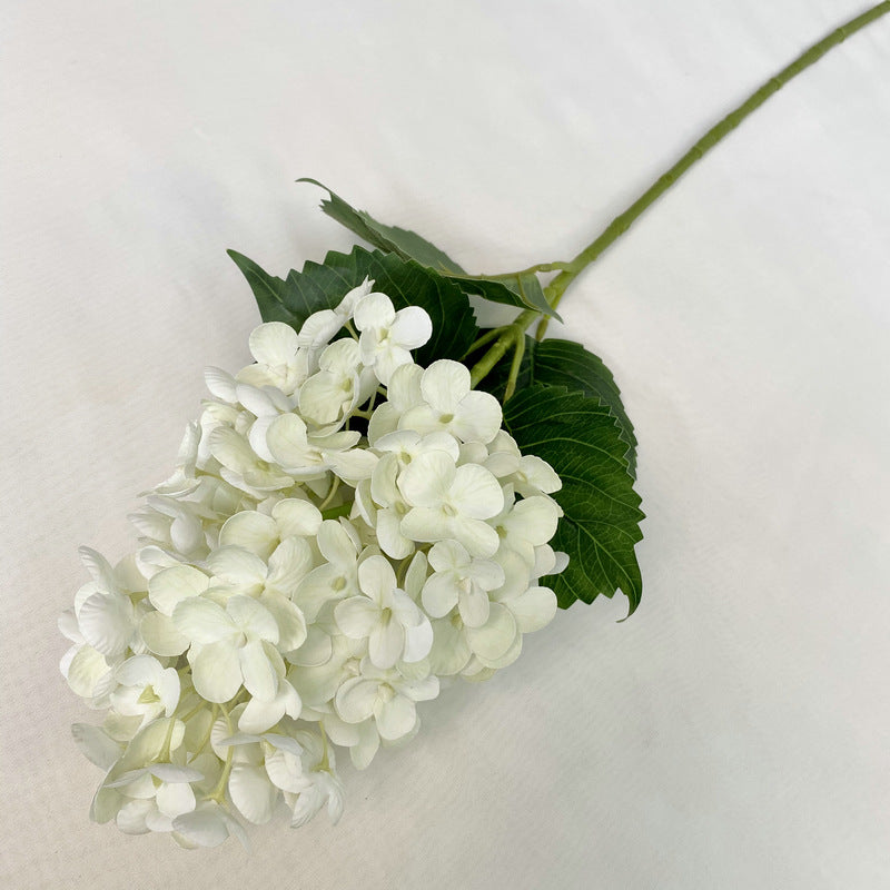 H0042 Hydrangea