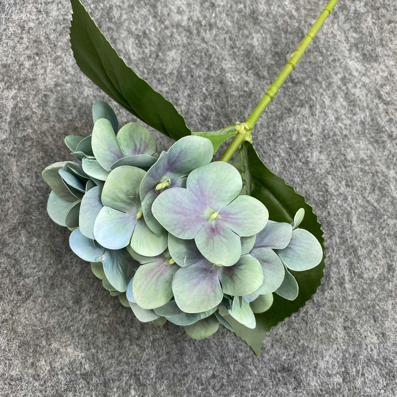 H0048 Hydrangea