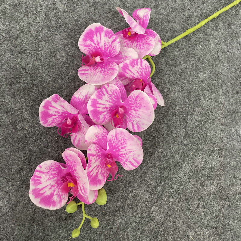 O0008 New single nine-headed Phalaenopsis