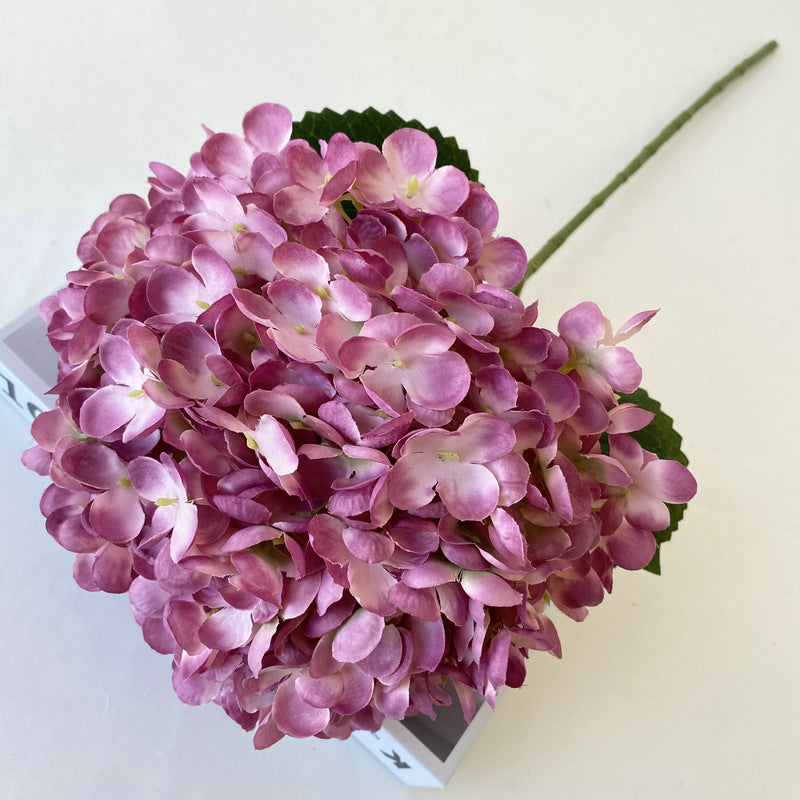 H0012 Hydrangea