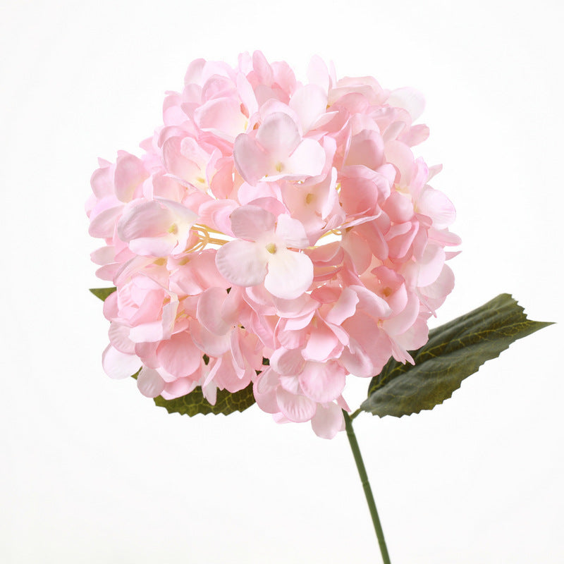 H0040 Hydrangea