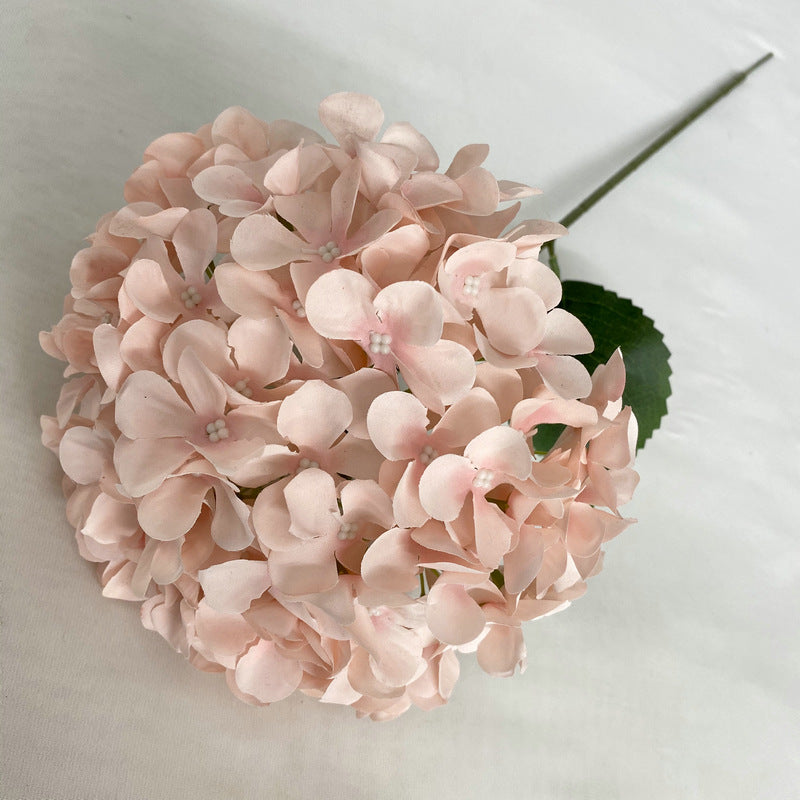 H0001 Hydrangea