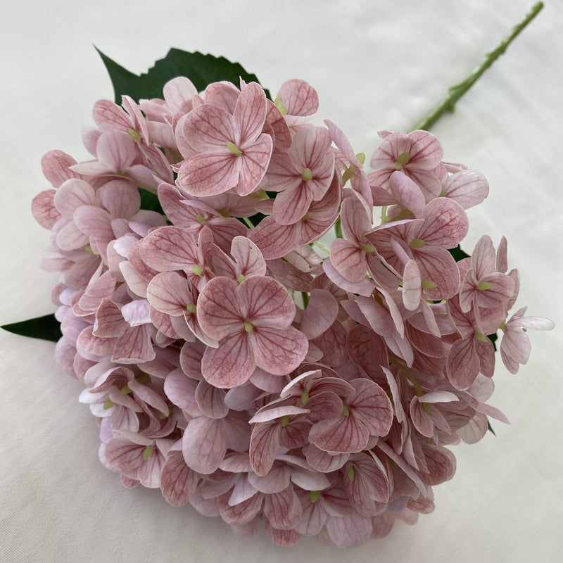 H0003 Hydrangea