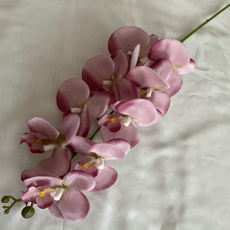 O0002 European Autumn Nine-headed Velvet Phalaenopsis