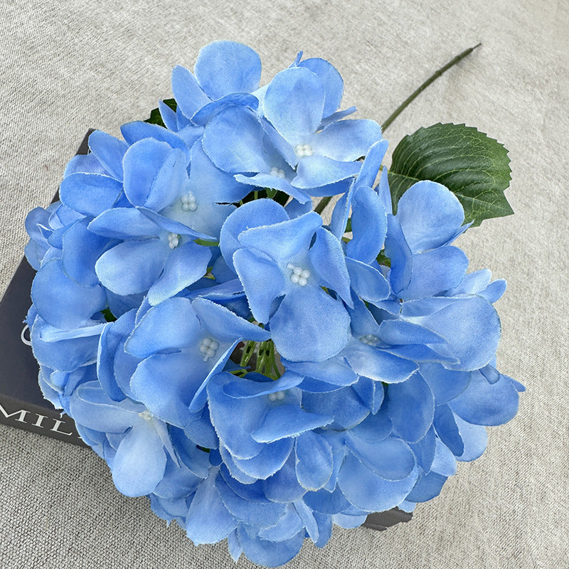 H0050 Hydrangea