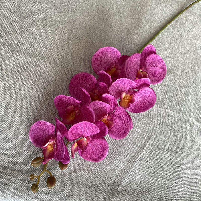 O0001 Eight-headed Phalaenopsis orchid