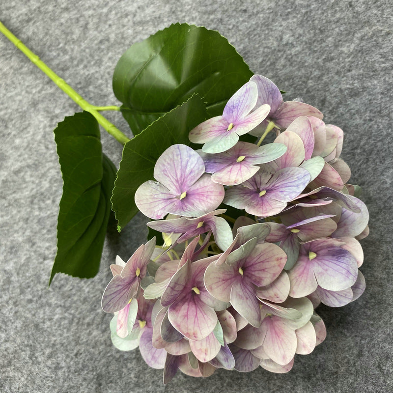 H0037 Hydrangea