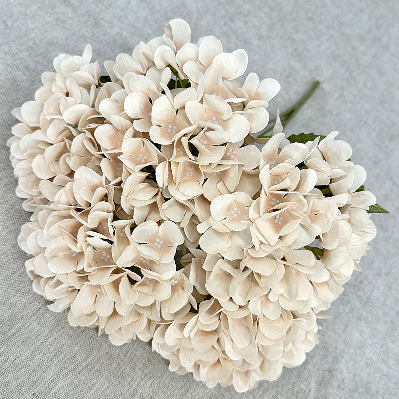 H0034 Hydrangea