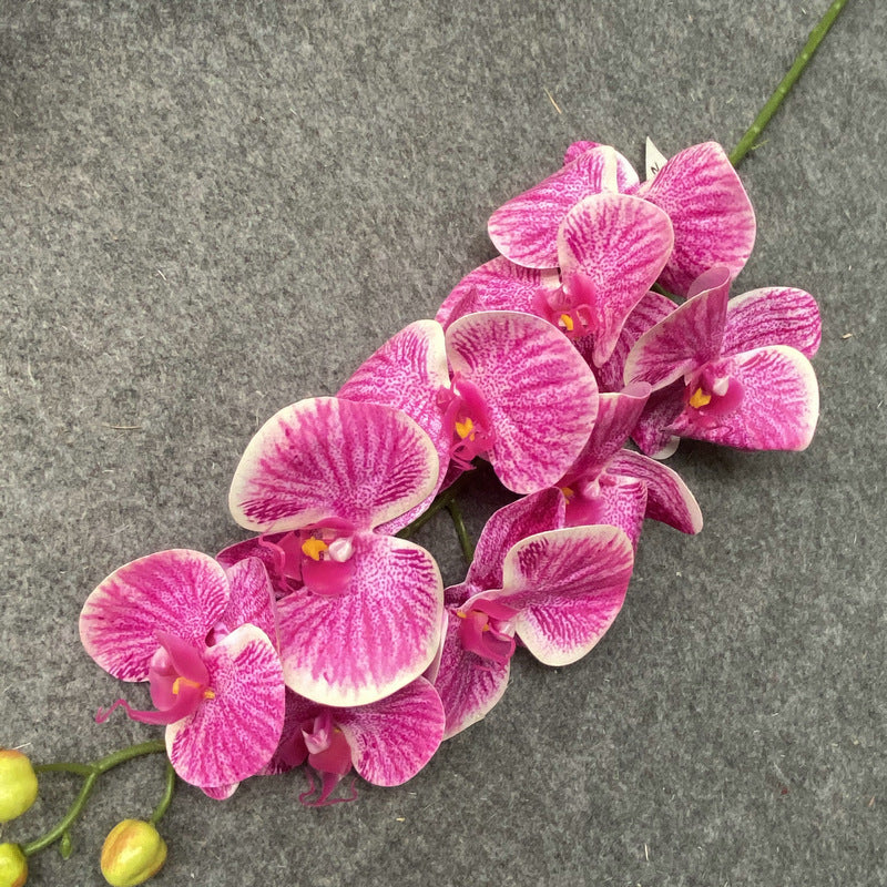 O0017 Single color printed Phalaenopsis