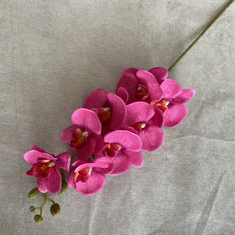 O0001 Eight-headed Phalaenopsis orchid