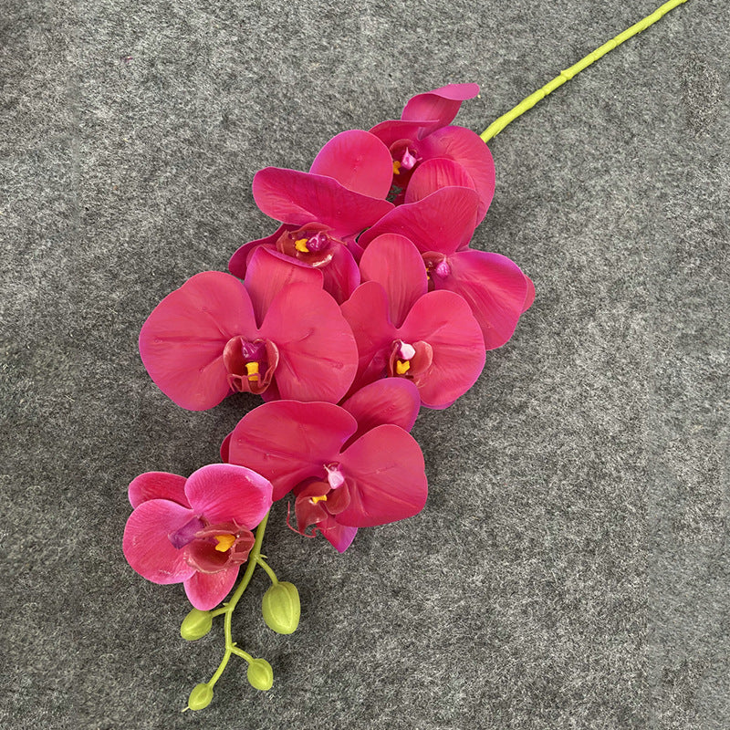 O0008 New single nine-headed Phalaenopsis