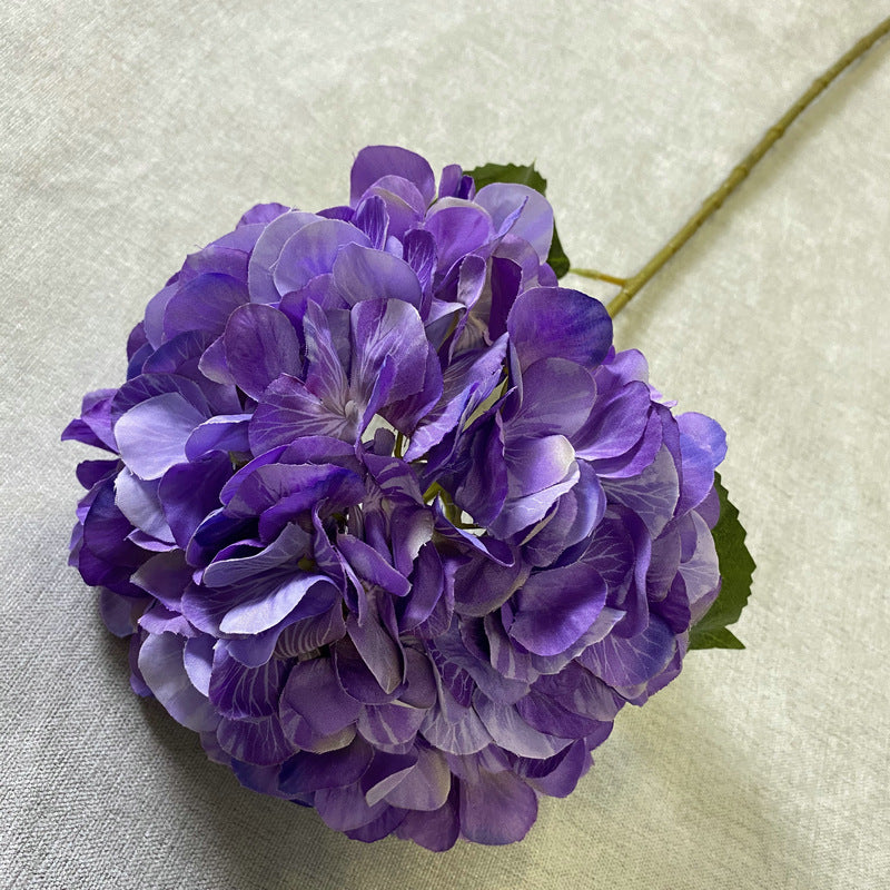 H0016 Hydrangea