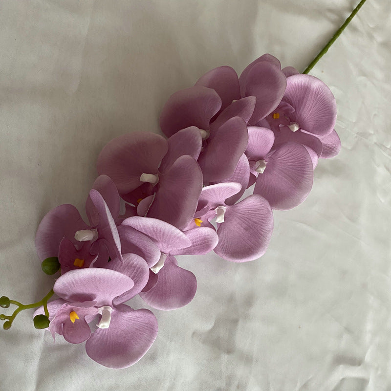 O0002 European Autumn Nine-headed Velvet Phalaenopsis