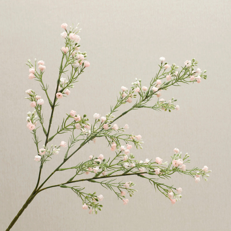 babysbreath016