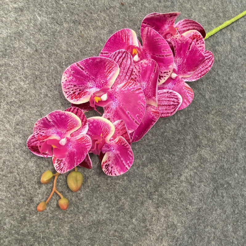 O0017 Single color printed Phalaenopsis