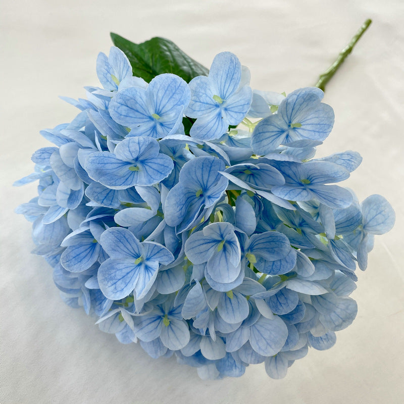 H0003 Hydrangea