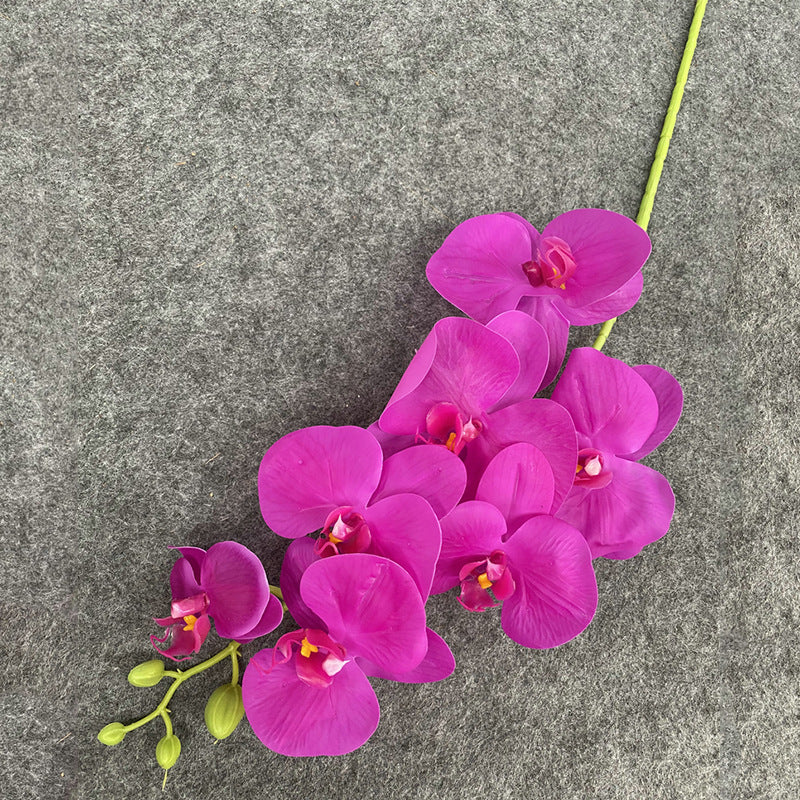 O0008 New single nine-headed Phalaenopsis