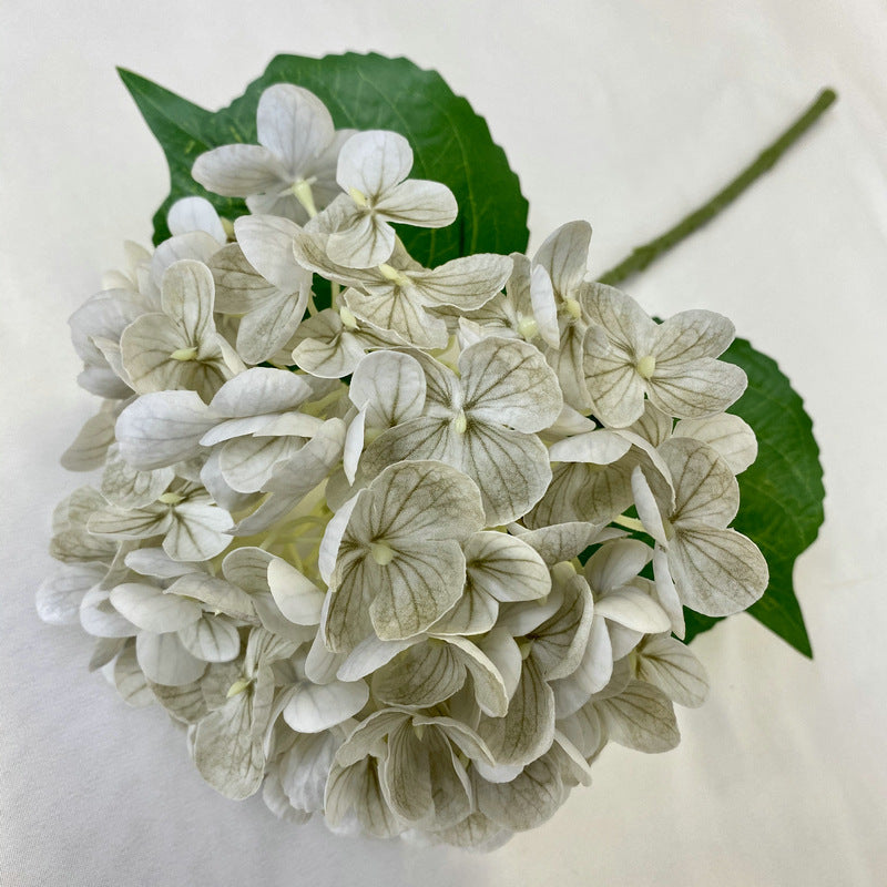 H0021 Hydrangea