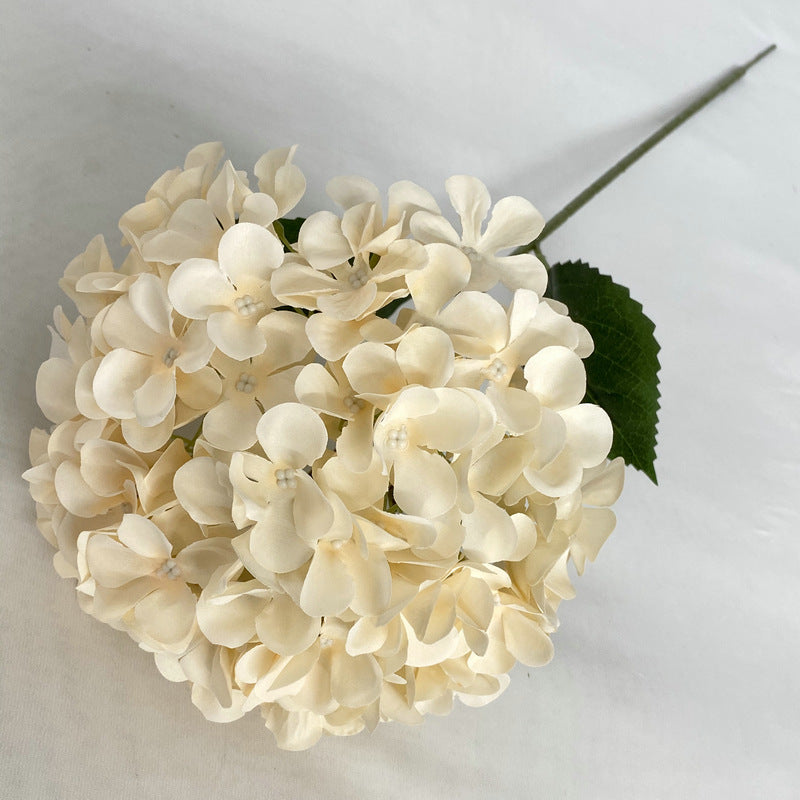 H0001 Hydrangea