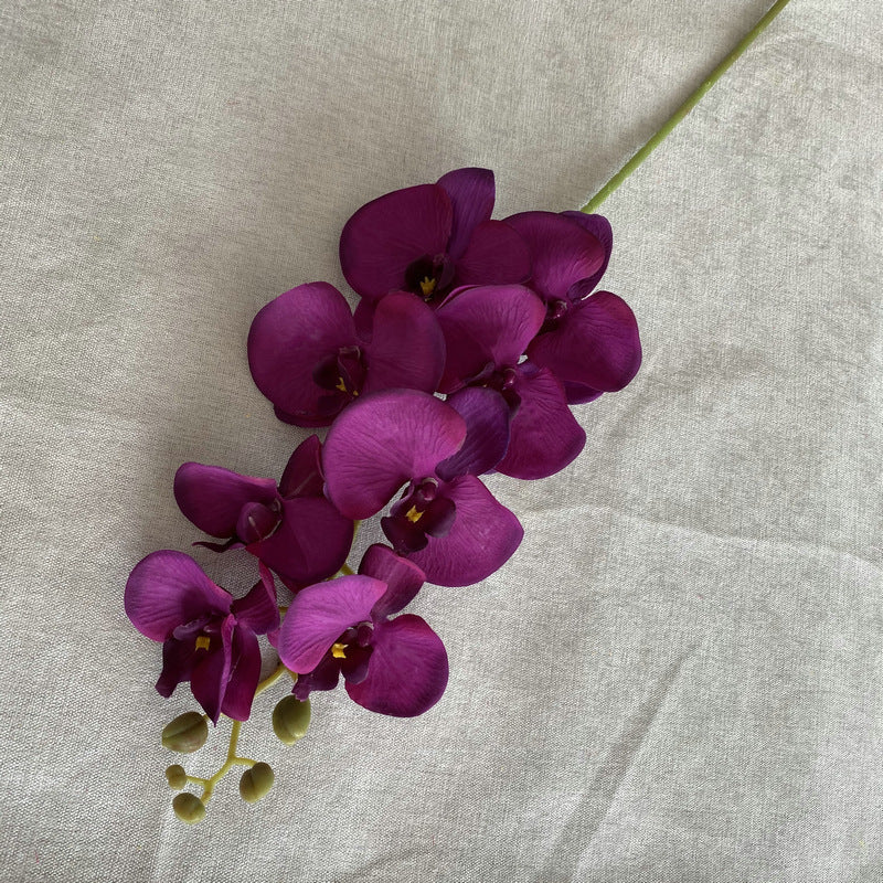 O0001 Eight-headed Phalaenopsis orchid