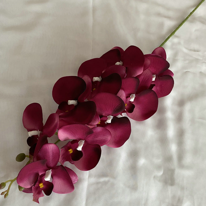 O0002 European Autumn Nine-headed Velvet Phalaenopsis