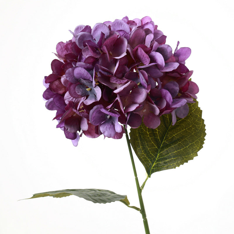 H0040 Hydrangea