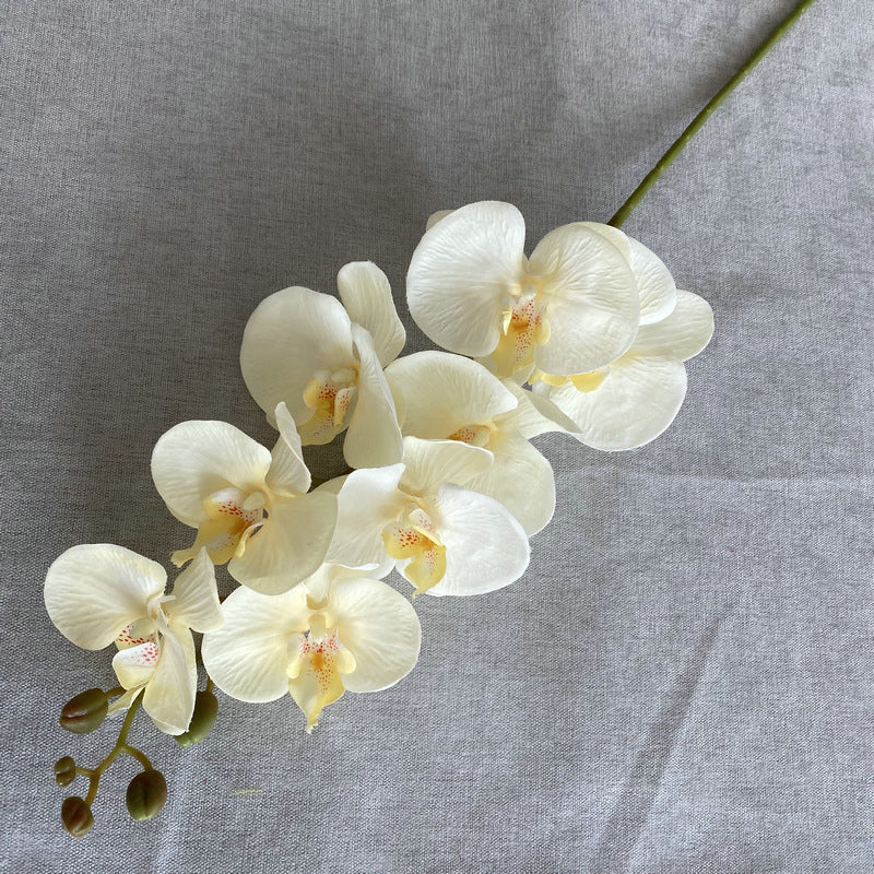 O0001 Eight-headed Phalaenopsis orchid