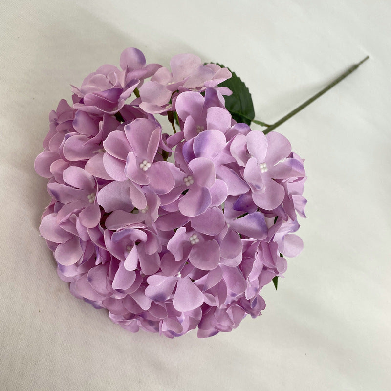 H0001 Hydrangea