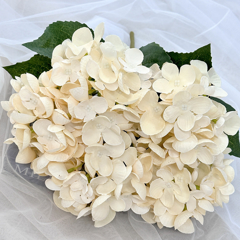 H0007 Hydrangea