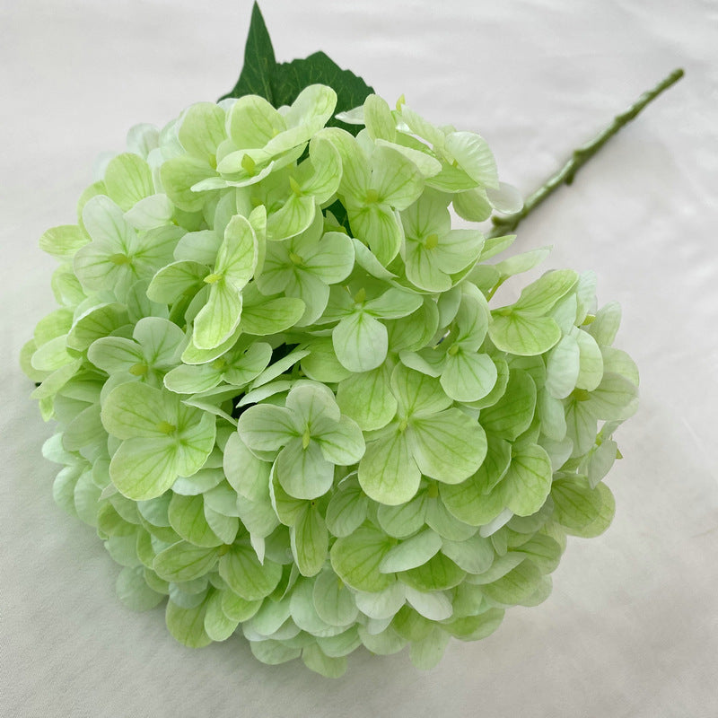 H0003 Hydrangea