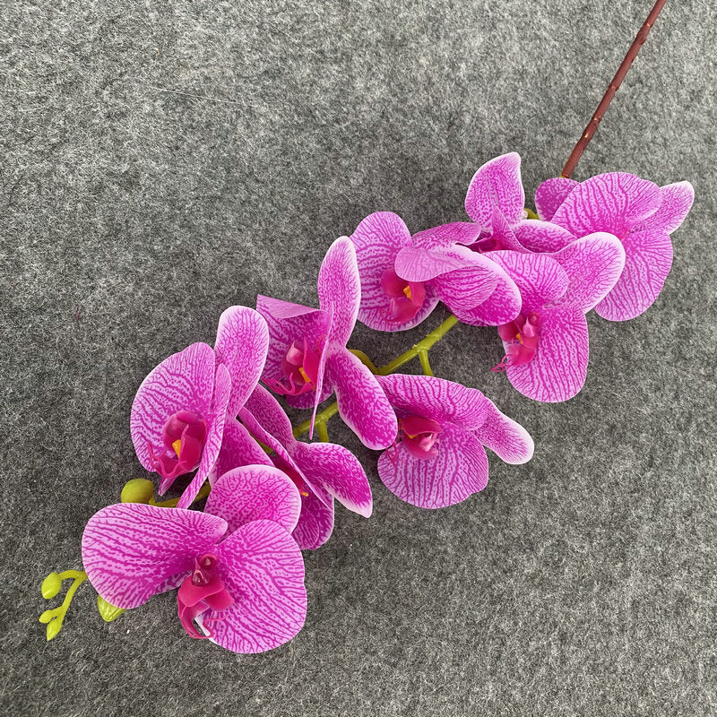 O0008 New single nine-headed Phalaenopsis