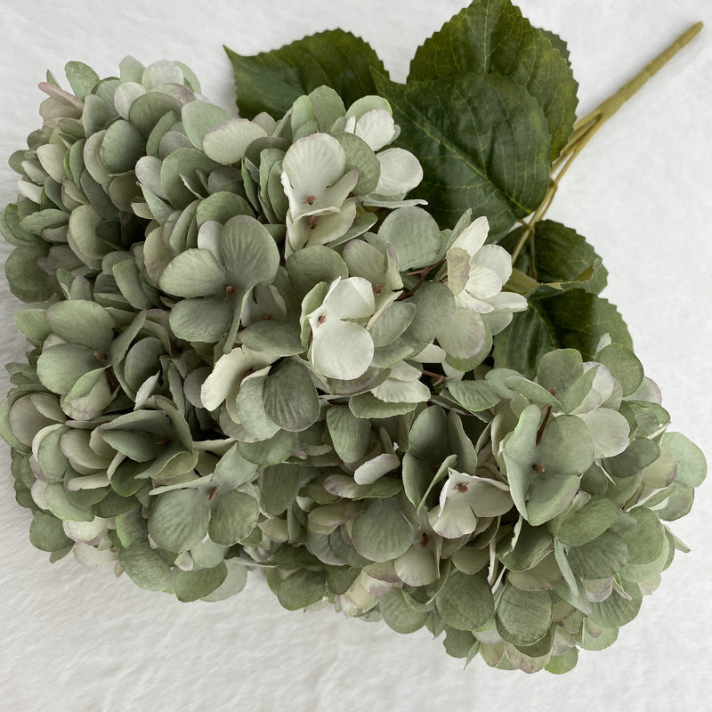 H0025 Hydrangea