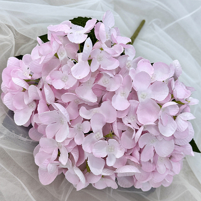 H0007 Hydrangea