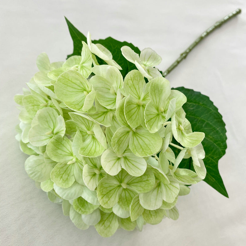 H0021 Hydrangea