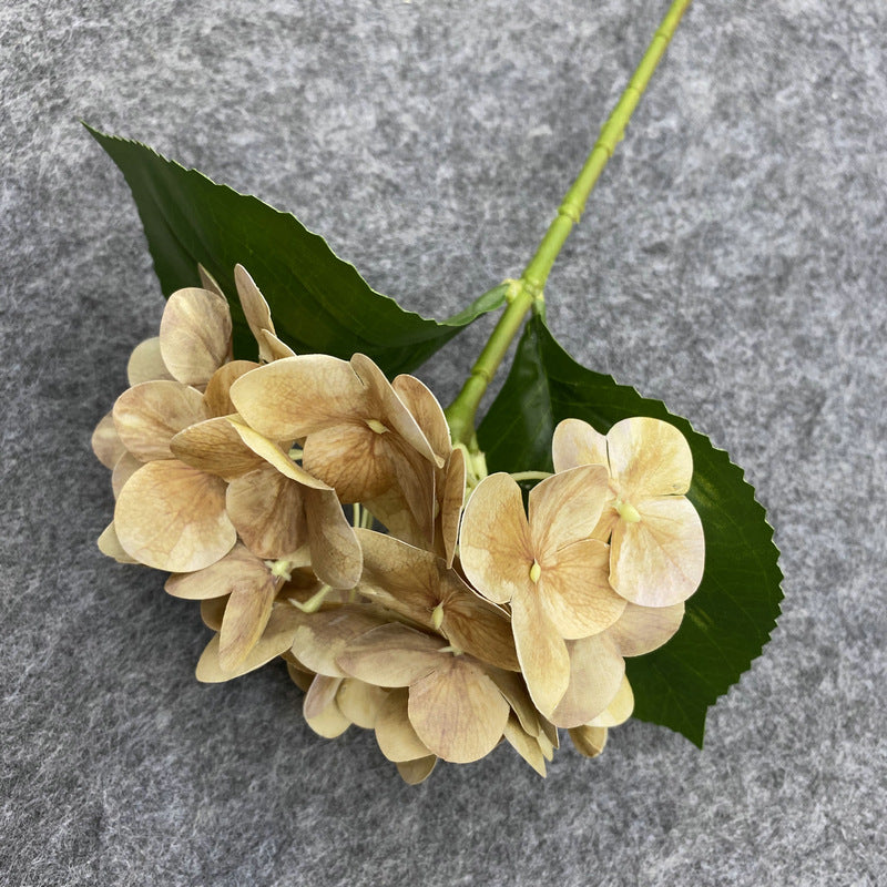 H0048 Hydrangea