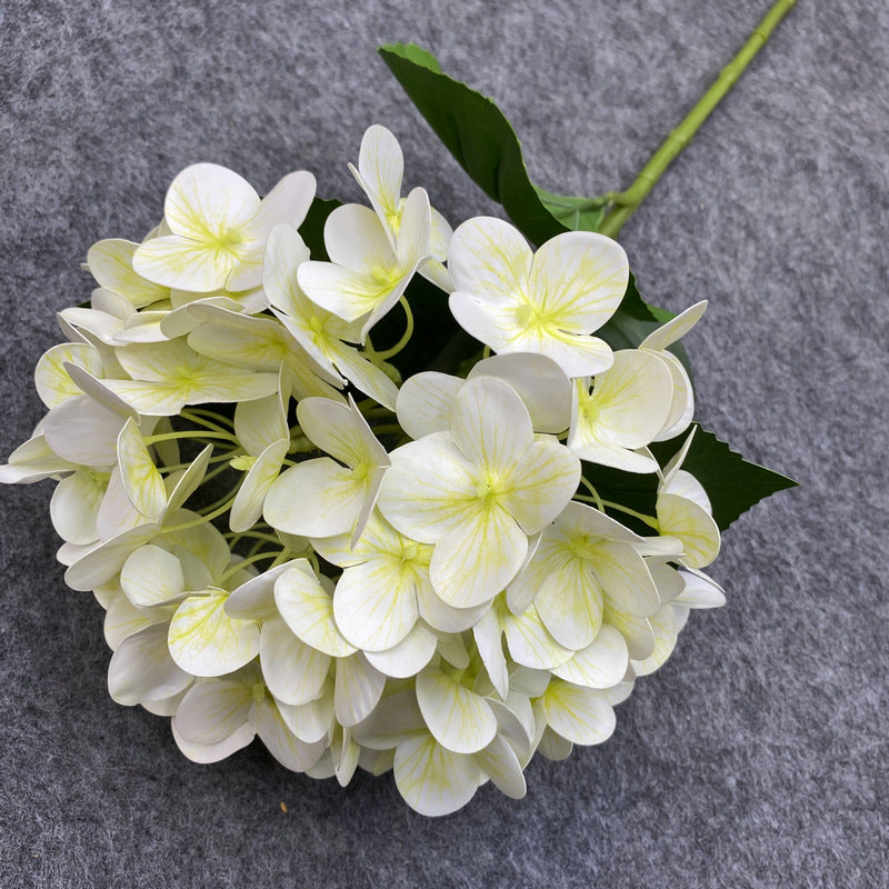 H0037 Hydrangea