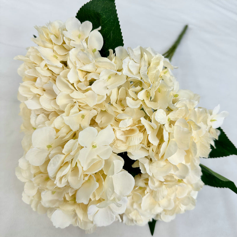 H0020 Hydrangea