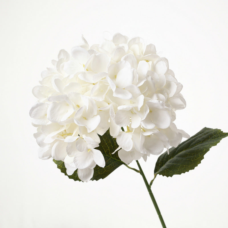 H0040 Hydrangea