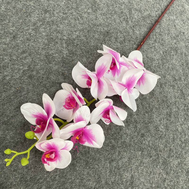 O0008 New single nine-headed Phalaenopsis