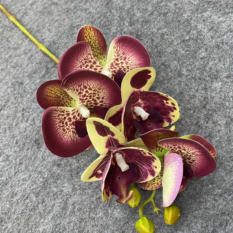 O0004 3D printed 5-head Phalaenopsis