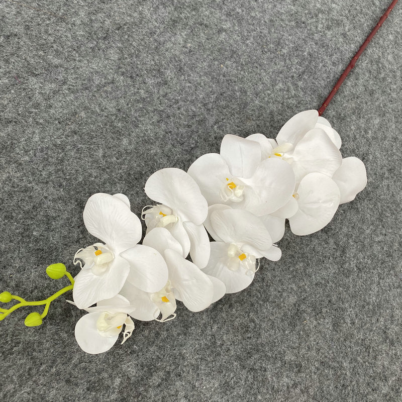 O0008 New single nine-headed Phalaenopsis