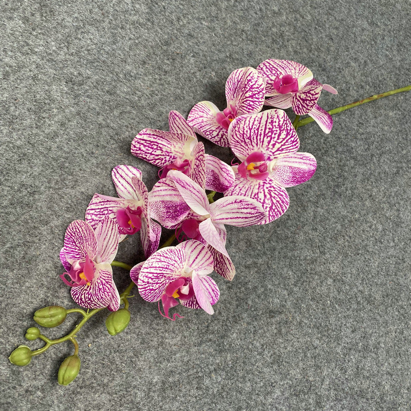 O0017 Single color printed Phalaenopsis