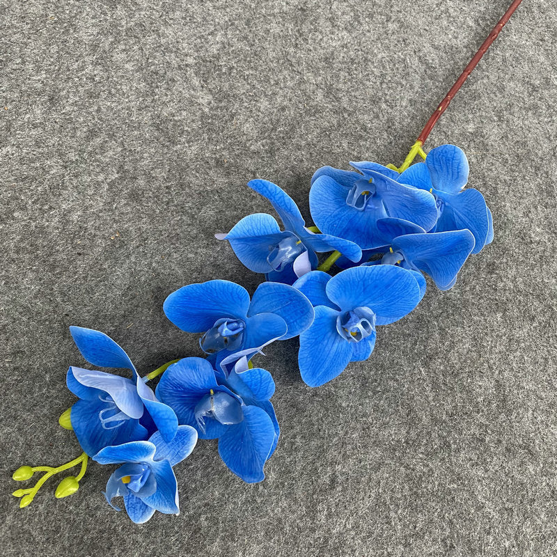 O0008 New single nine-headed Phalaenopsis