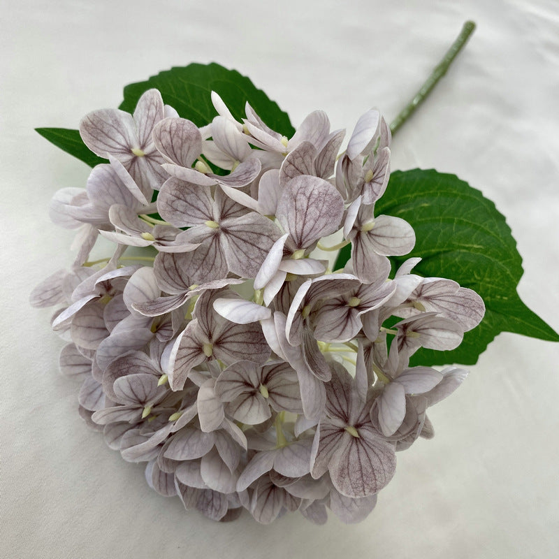 H0021 Hydrangea